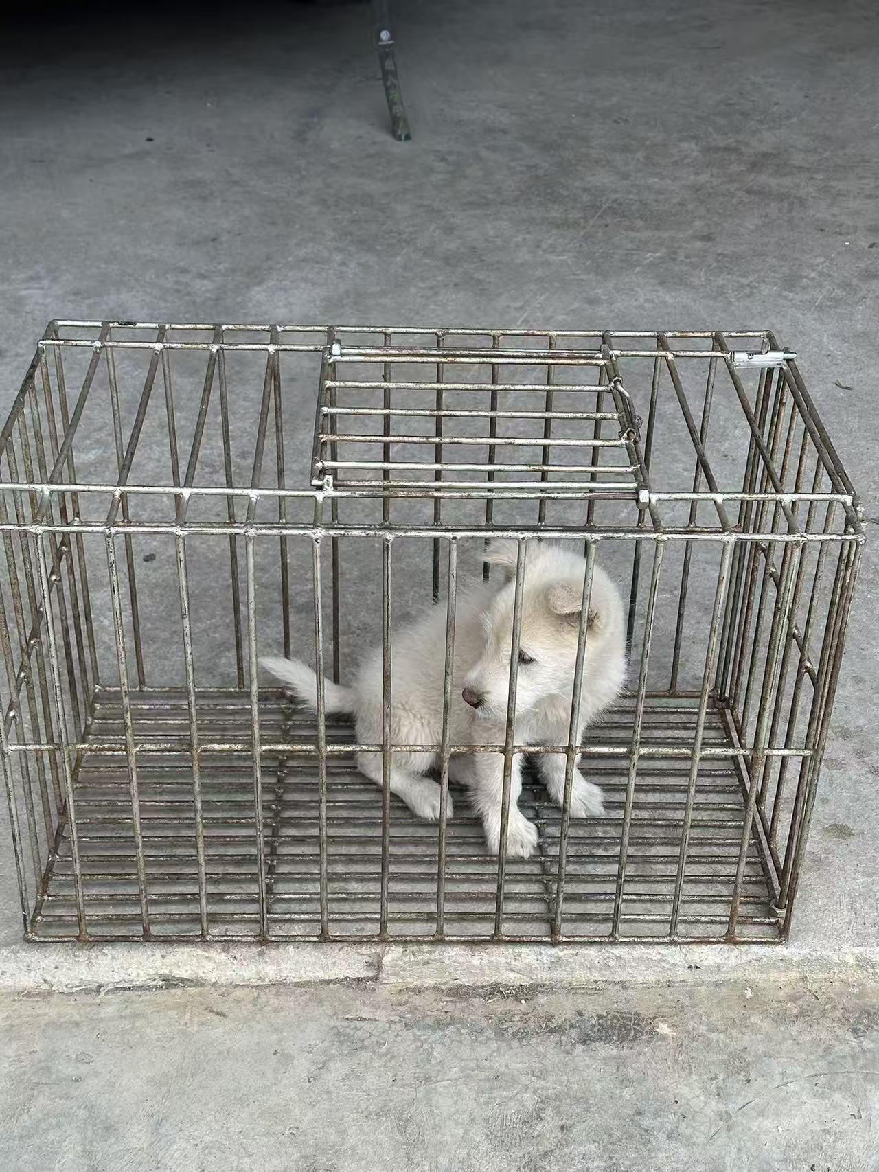 小蒙犬品狗笼支持定制
