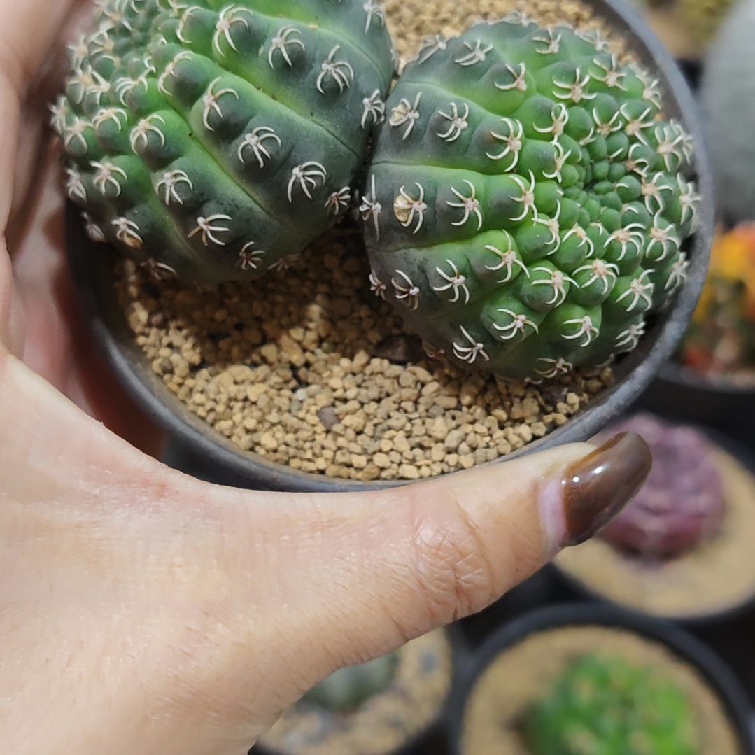 实生根趴刺瑞昌玉双头