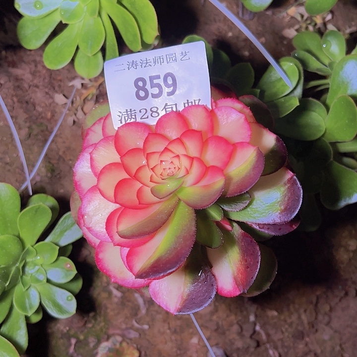 859嫁接荔枝花脸多肉