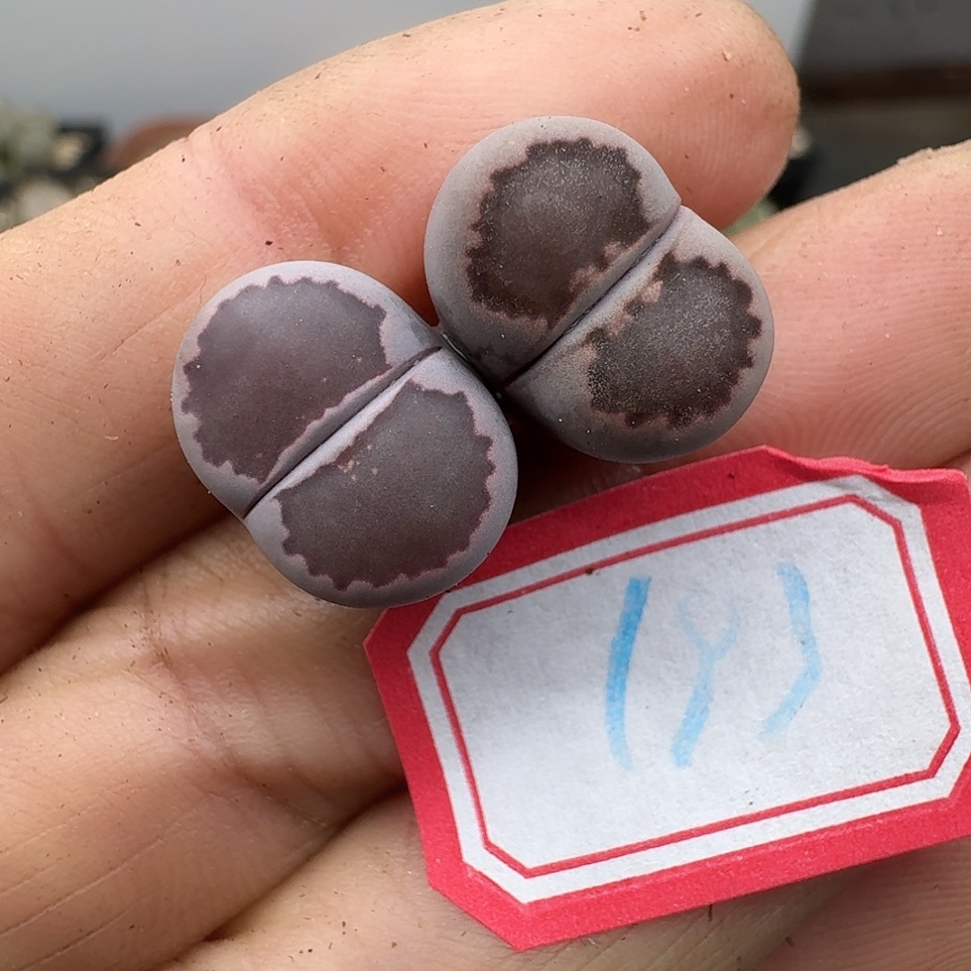 193多肉哈哈哈哈哈哈