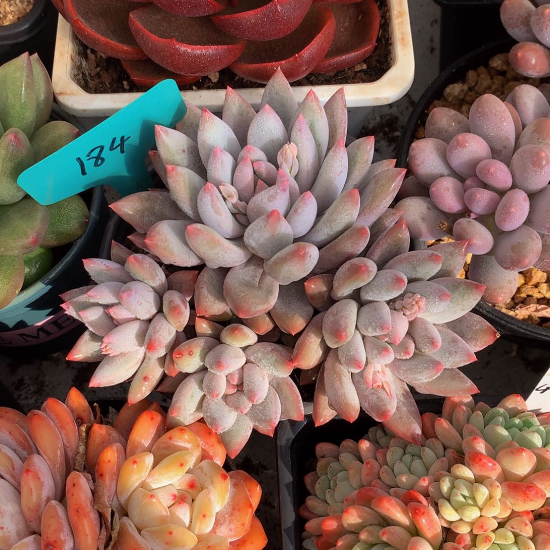 所罗门72727272727272