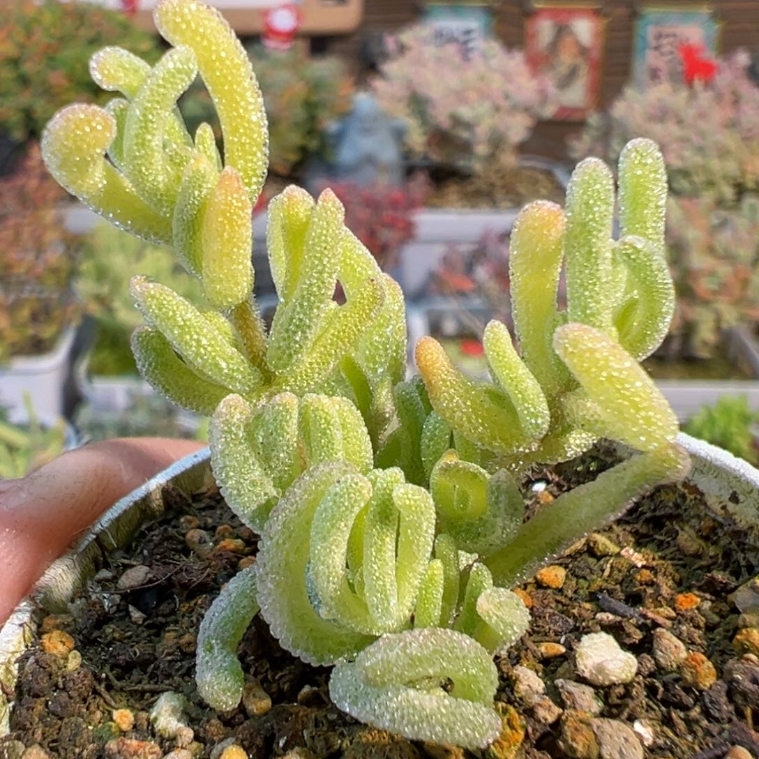 2-781晚间福利不知名迷你型