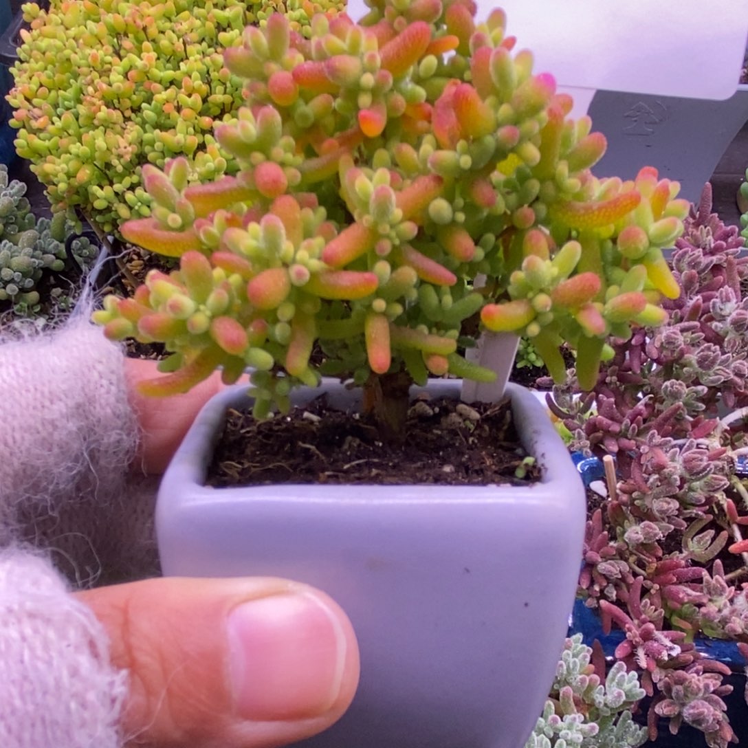 198蜜橘圣诞树造型带盆。           