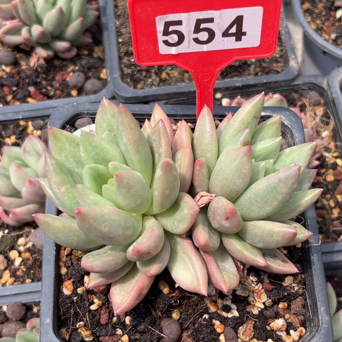 多肉植物米其林554