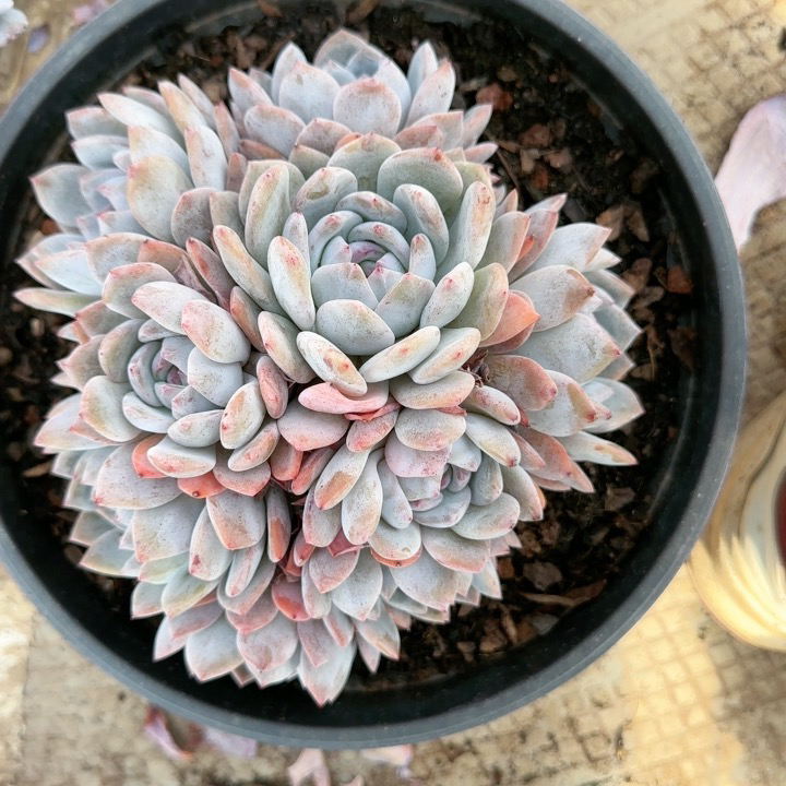 植物脱土56号两颗