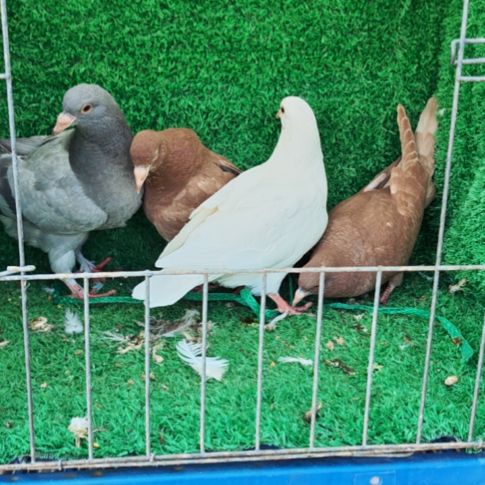 1中国大陆包装乳鸽肉鸽4只