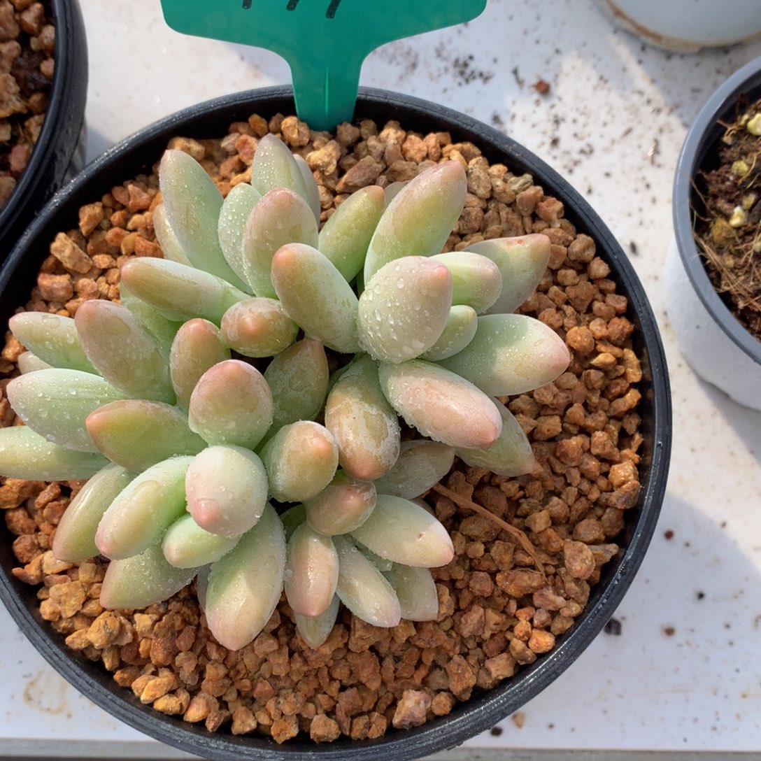 白兰地7272727272737