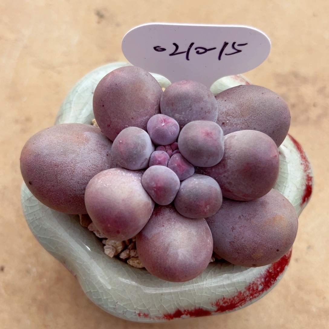 上***…0210-15韩奶多肉