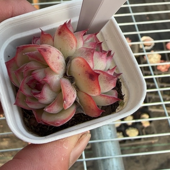 47勾魂仙子一物一拍多肉