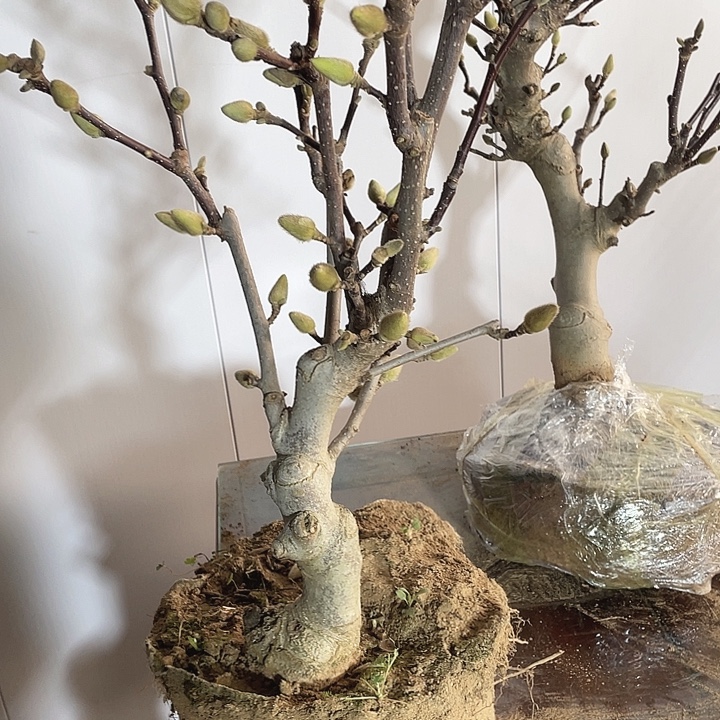 中国大陆玉兰花的花开了吗亲爱地小心我不我在你