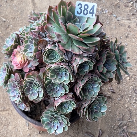 384粉花妖法师多肉植物