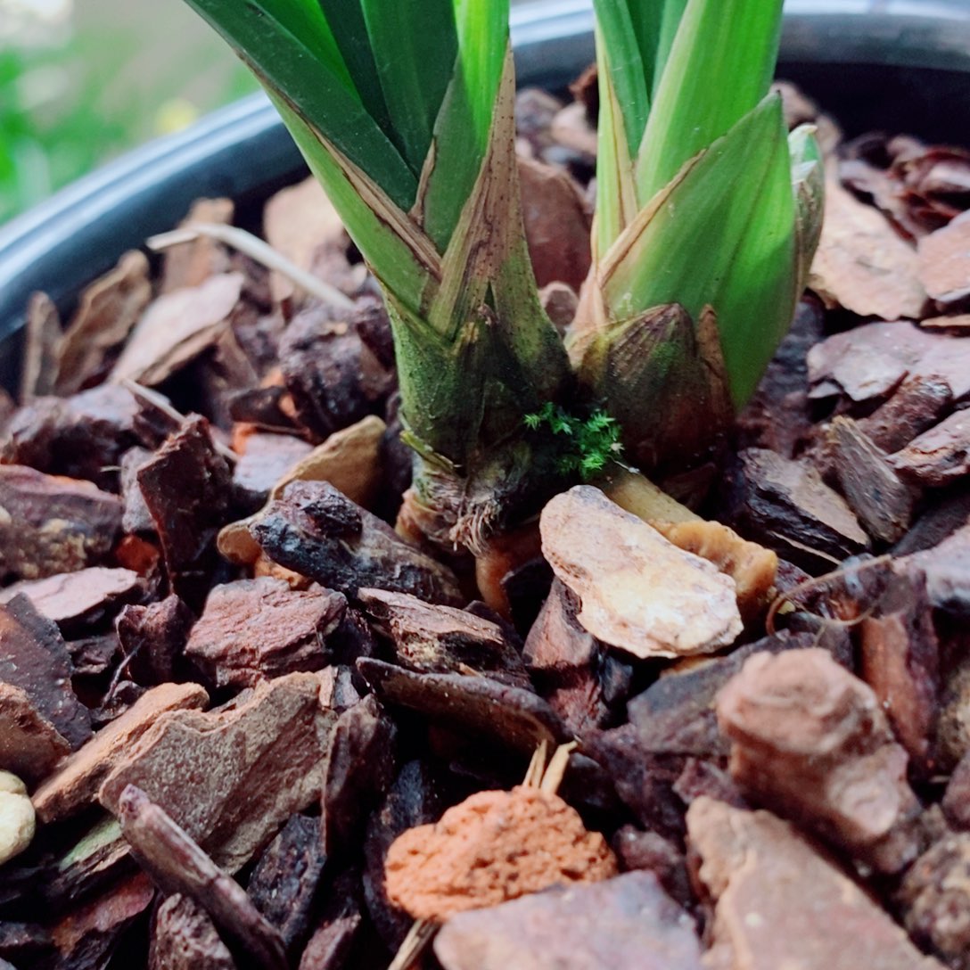 大部分花苞少量开放