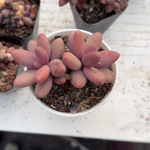 我的心也在111度的