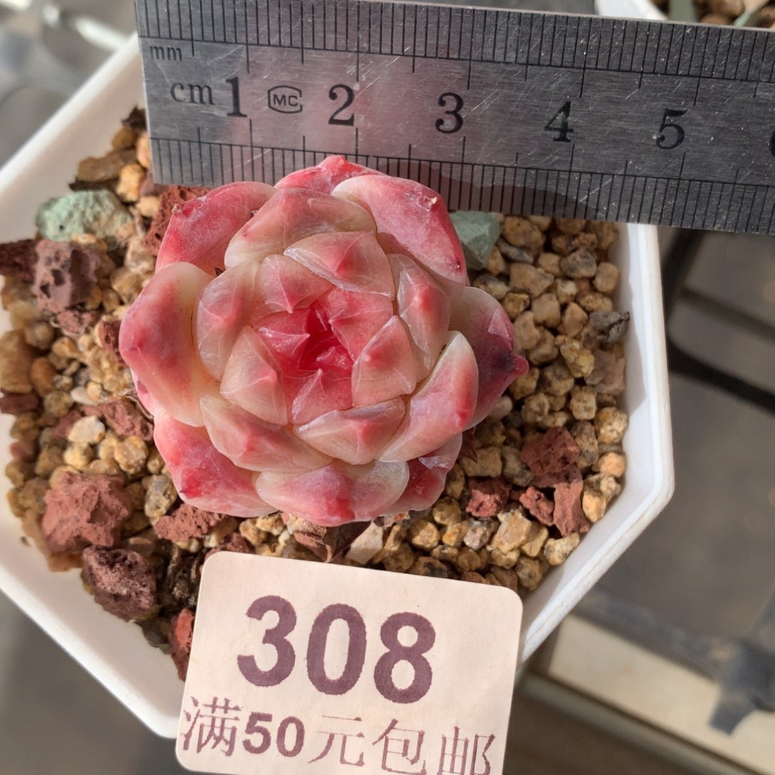 308。秘境冰魄。母本。