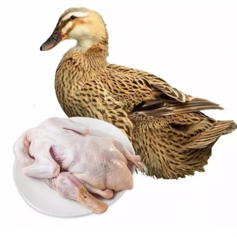 农村散养吃五谷杂粮鸭子/一单一拍/顺丰包邮/手工拔毛