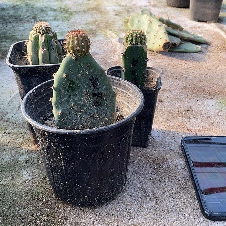 *****嫁接球3颗948送营养液一瓶