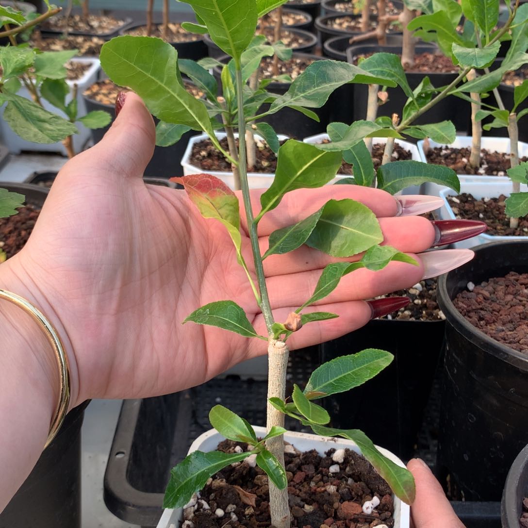 脆皮没药橄榄带盆