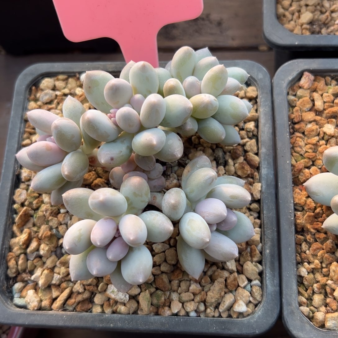 日月星辰1111111111111