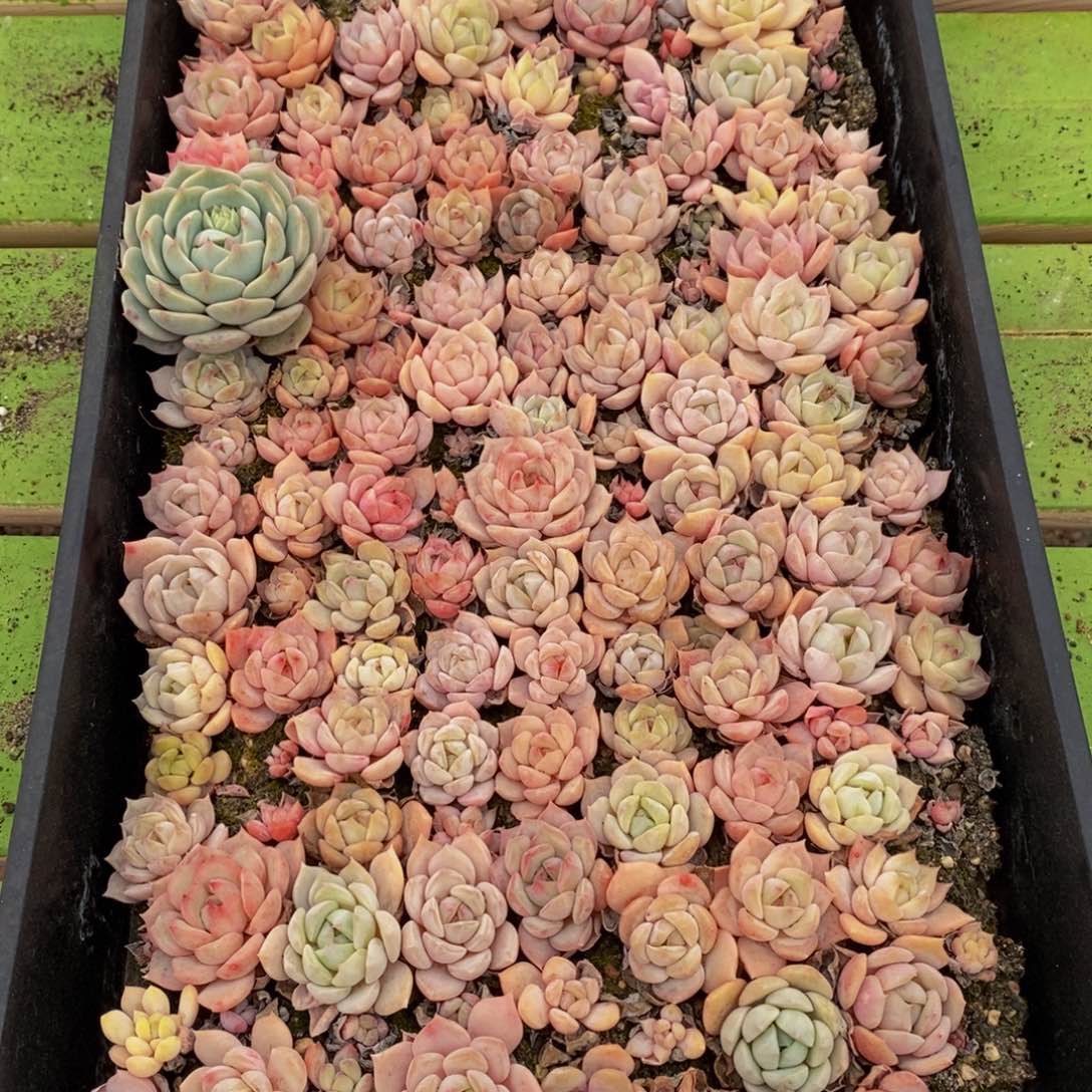 504多肉植物去年种植面积