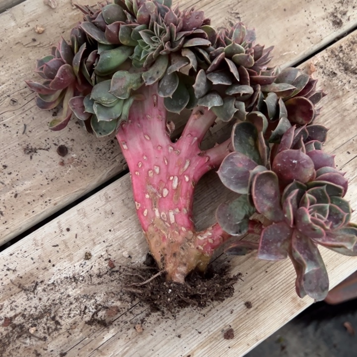 ****。然的多肉一物一拍红灯坠化88的