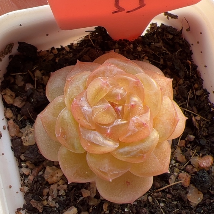 55 一物一拍，精品糖心，尺寸不大介意勿拍