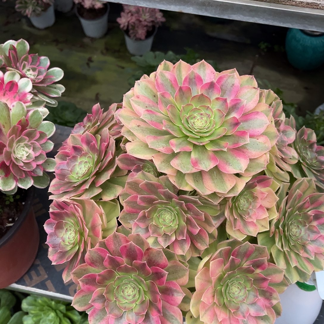 雨荷法师多肉植物漂亮