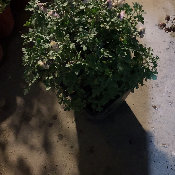 芳****无花朵30菊花菊花计划经济
