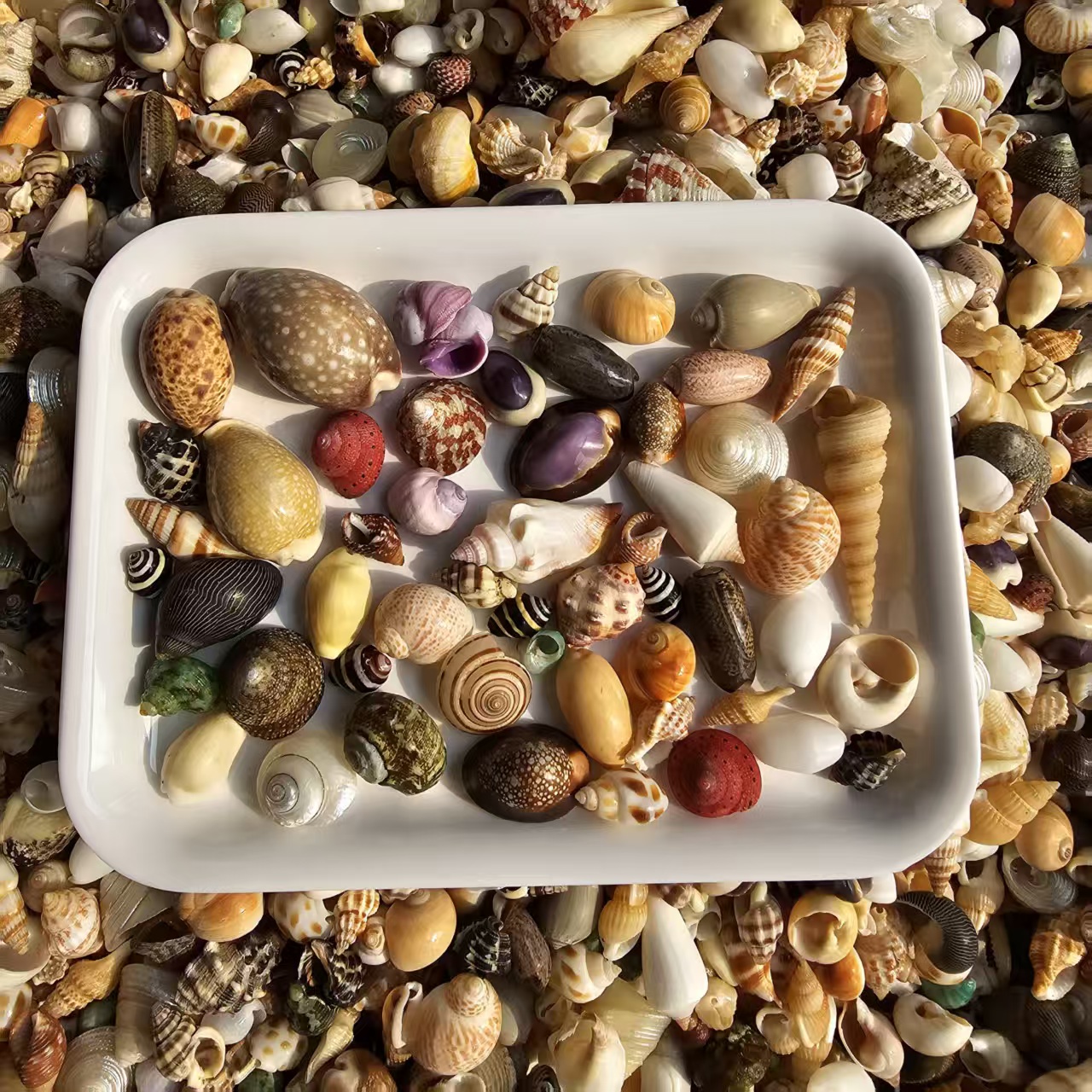 【小号混装】天然海螺贝壳精美摆件手工DIY造景贝壳