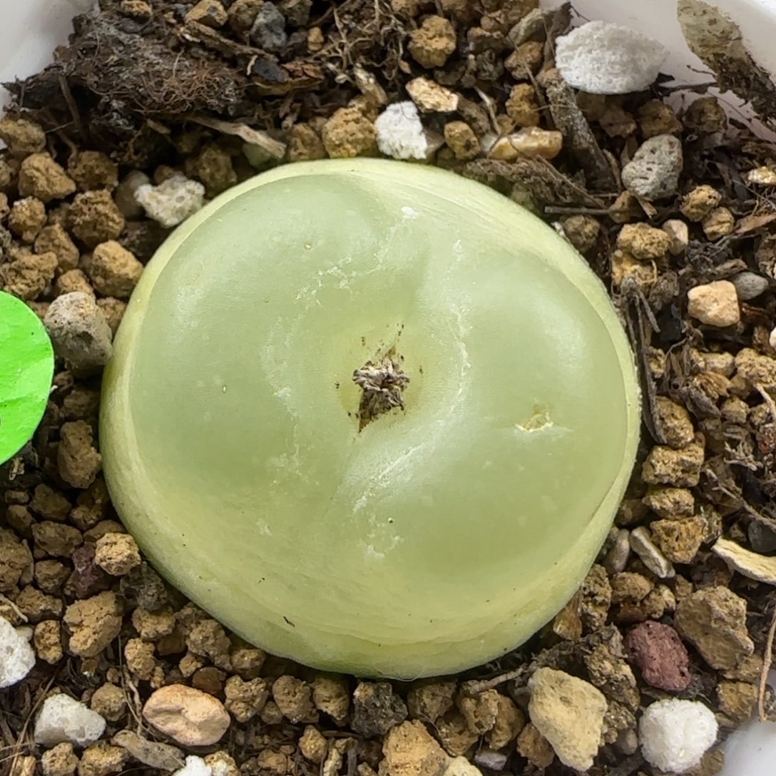 拉登2.78点多肉植物900