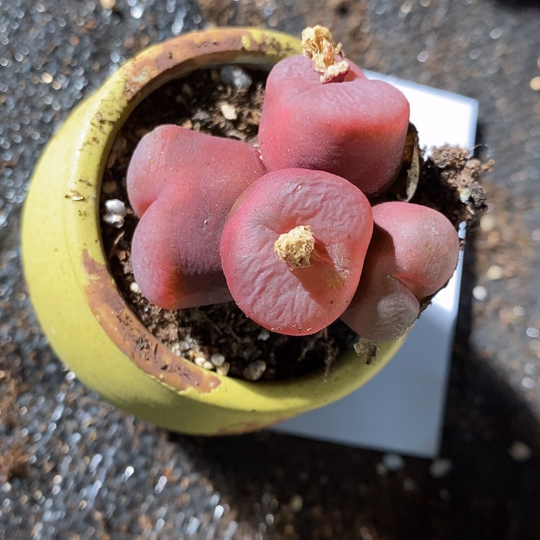 25375。  一颗四头。