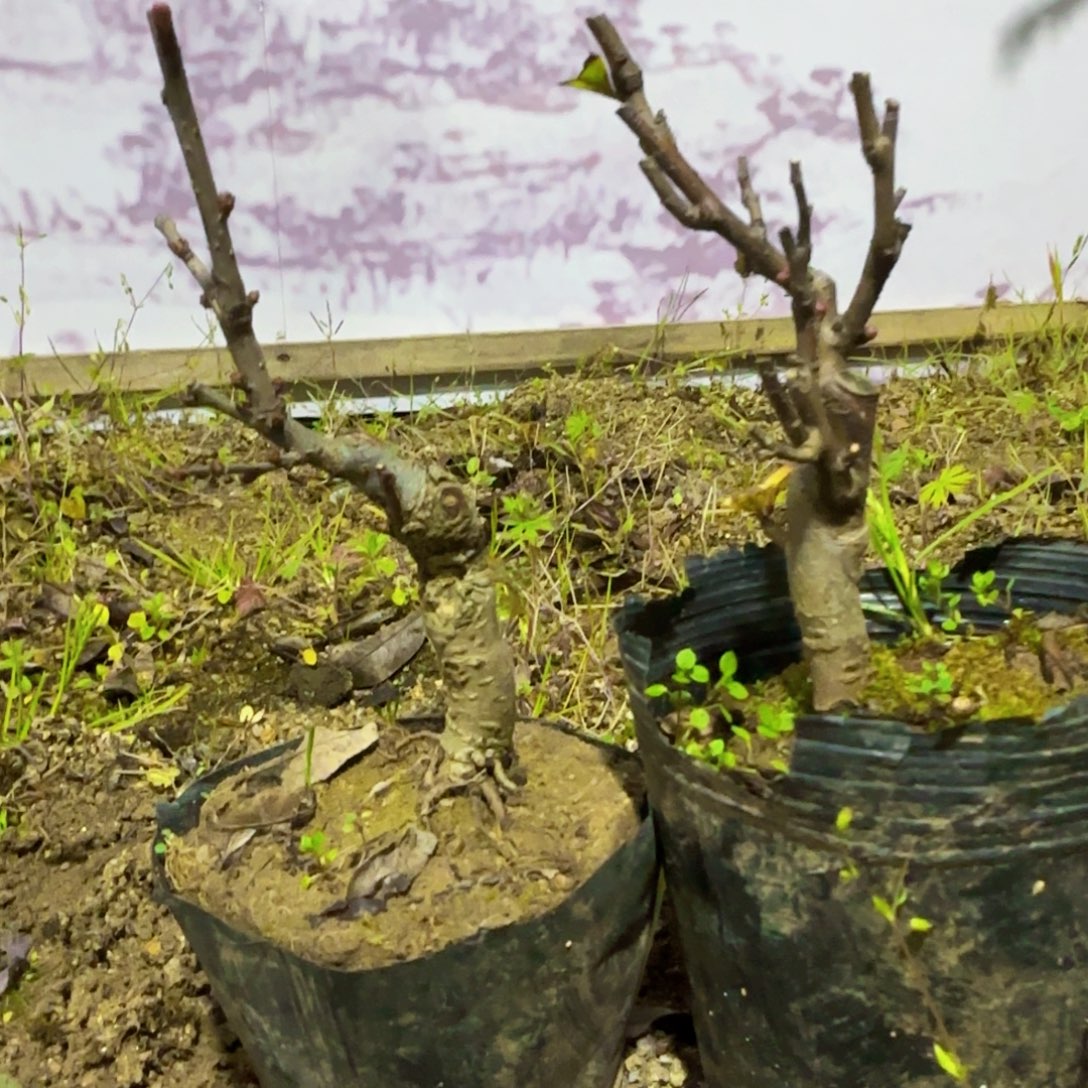 七***許无花朵海棠都给你么么