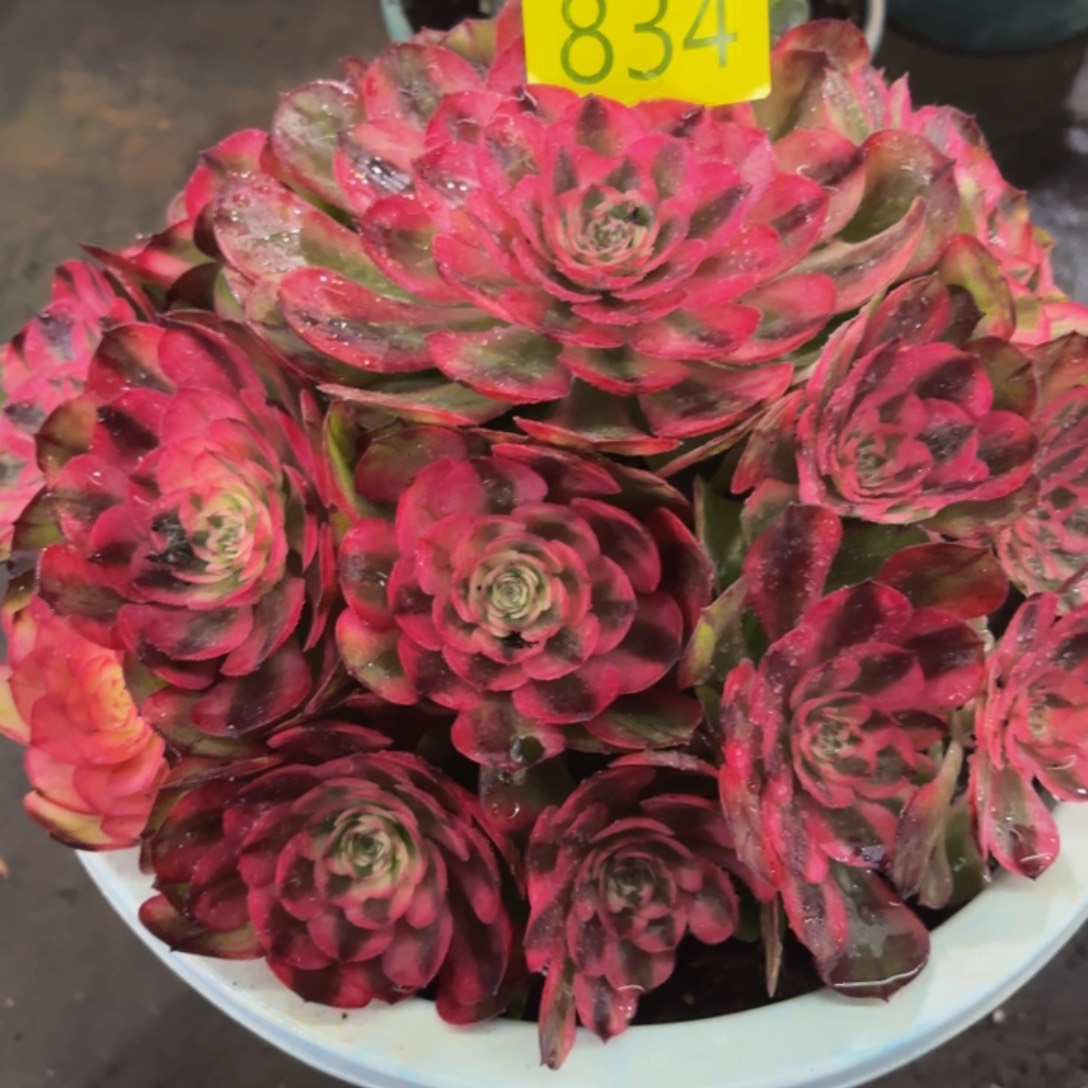 哈哈多肉葡萄福利834