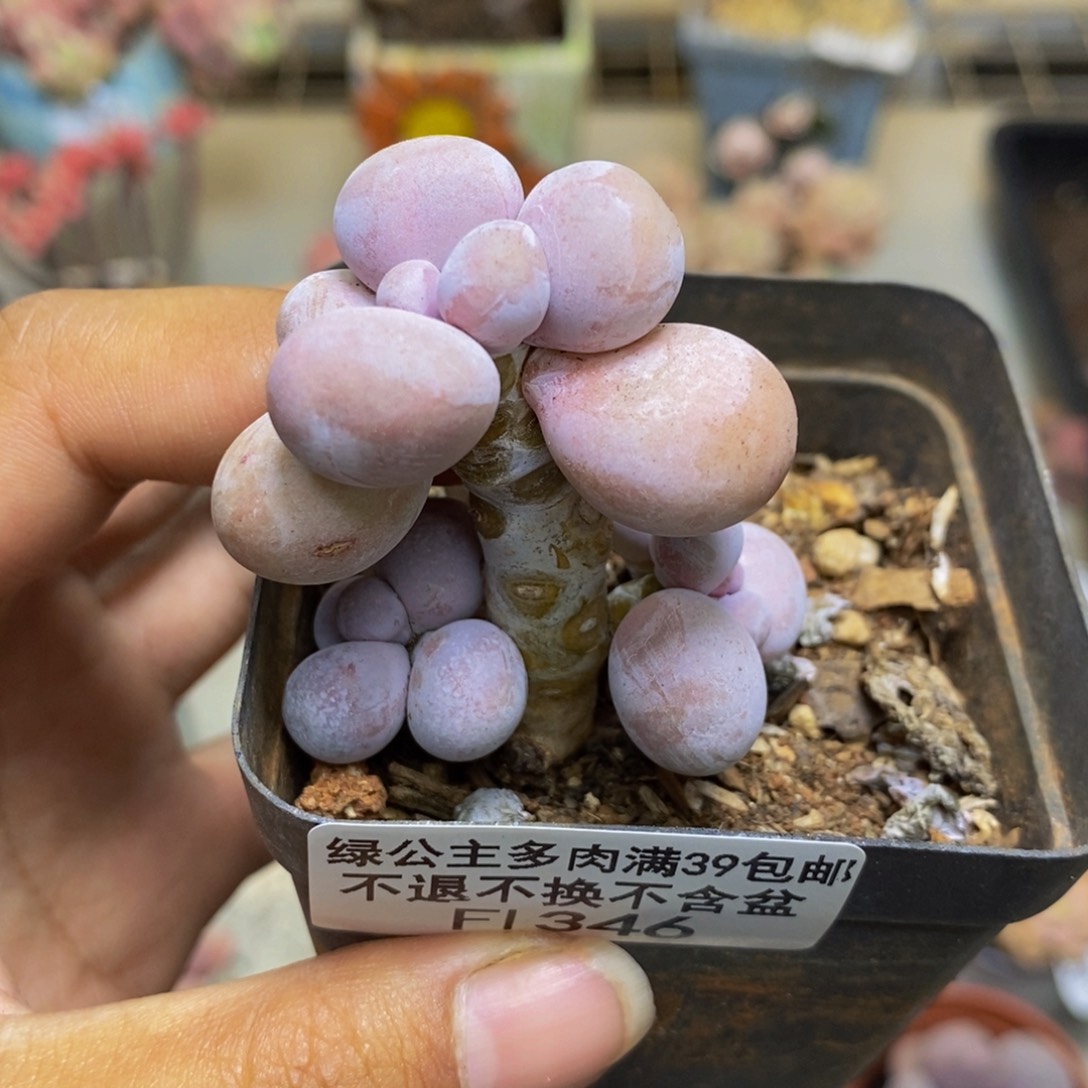 346橙奶多肉肉3c m