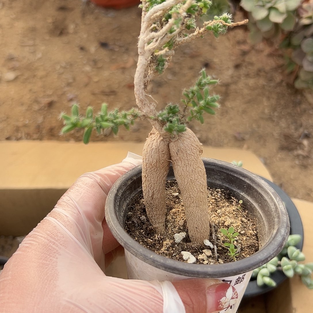 多肉植物姬红小松