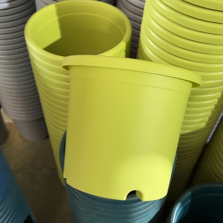 四季4号果绿无托8个特价微瑕