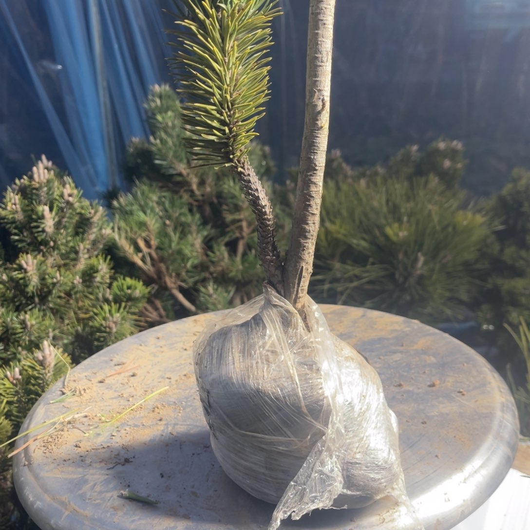 寸稍一颗22.2链接