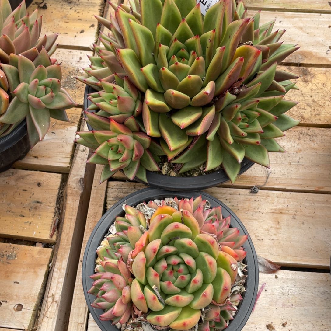 大***贝无花朵若如东云组拍E936