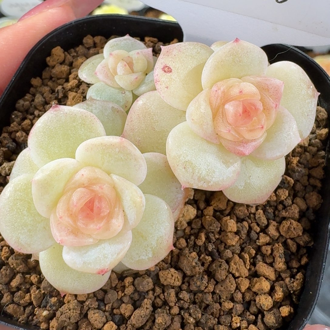 1230-96-生椰拿铁群生一颗多肉