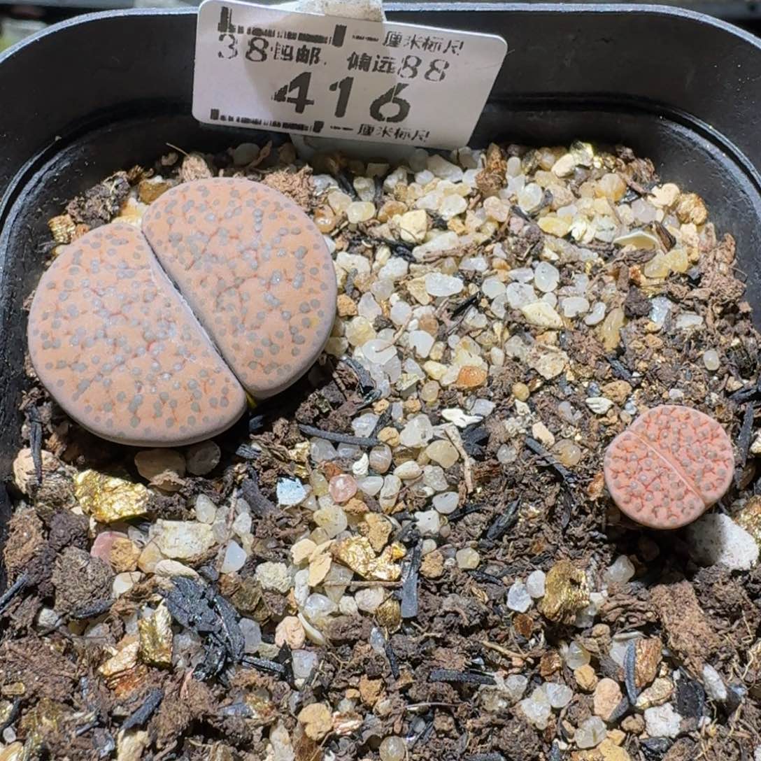 Ssss清货便宜出了416卡2.4