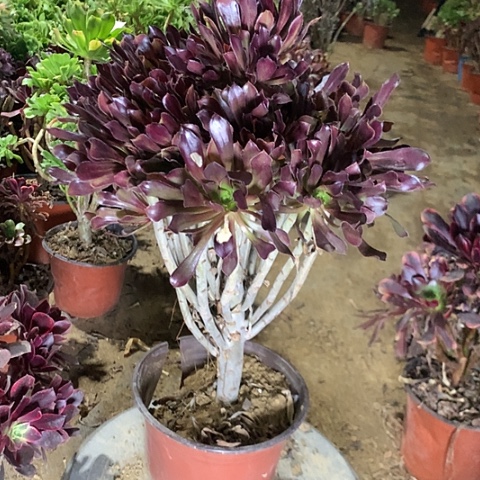 黑法师多肉植物法师26