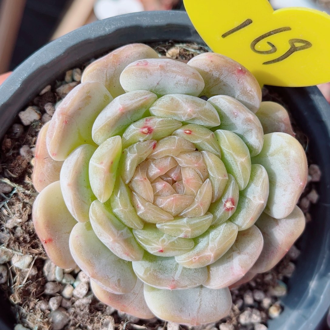 169号小老桩白恋单头