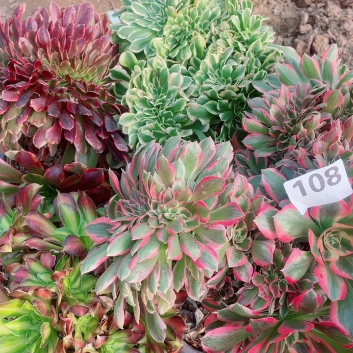 多肉植物组合108