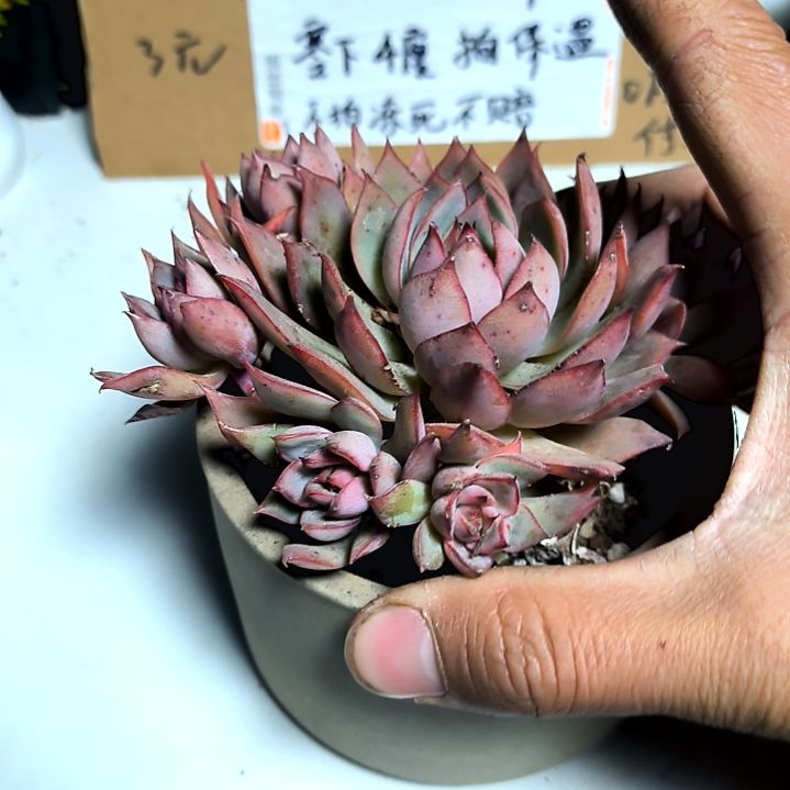 满6元包邮，巨大宝莲灯