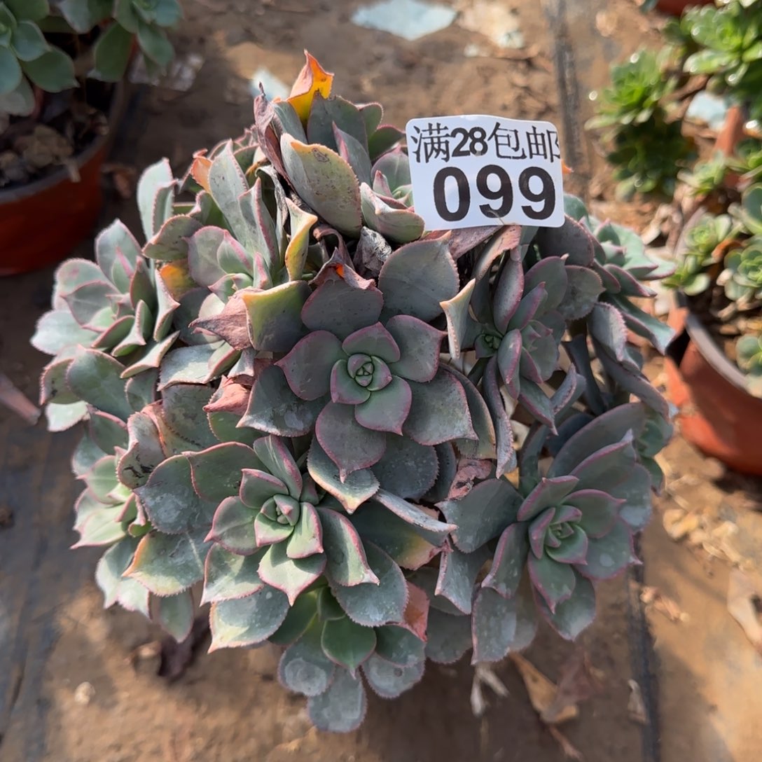 粉仙桃多肉099满28包邮断枝不包