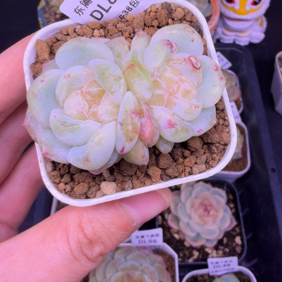 88东篱下多肉植物哈哈哈88