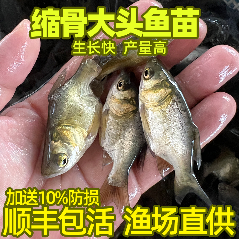 缩骨大头鱼苗缩骨花鲢缩骨鲢鳙缩骨胖头淡水养殖仙骨优质大头鱼
