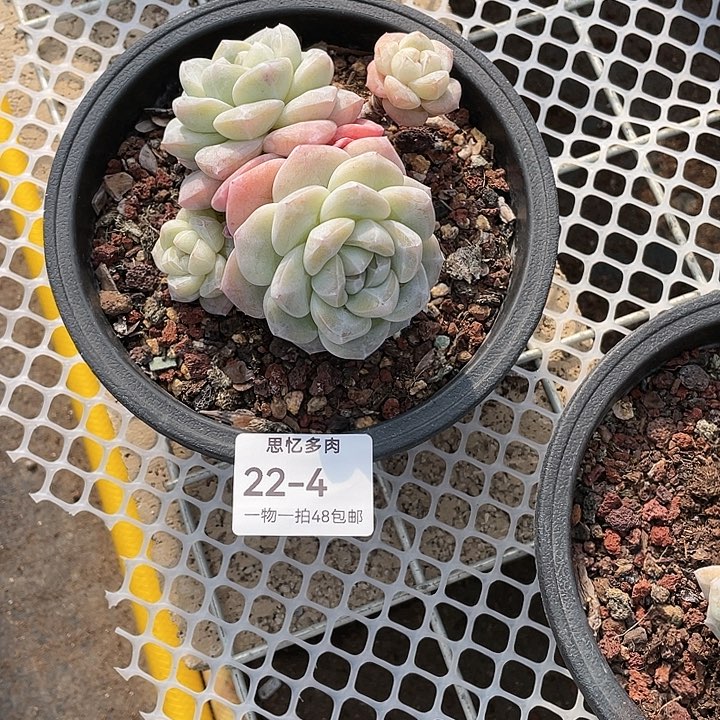 蝌***蚪你在哪呢你现在干吗呢我想和