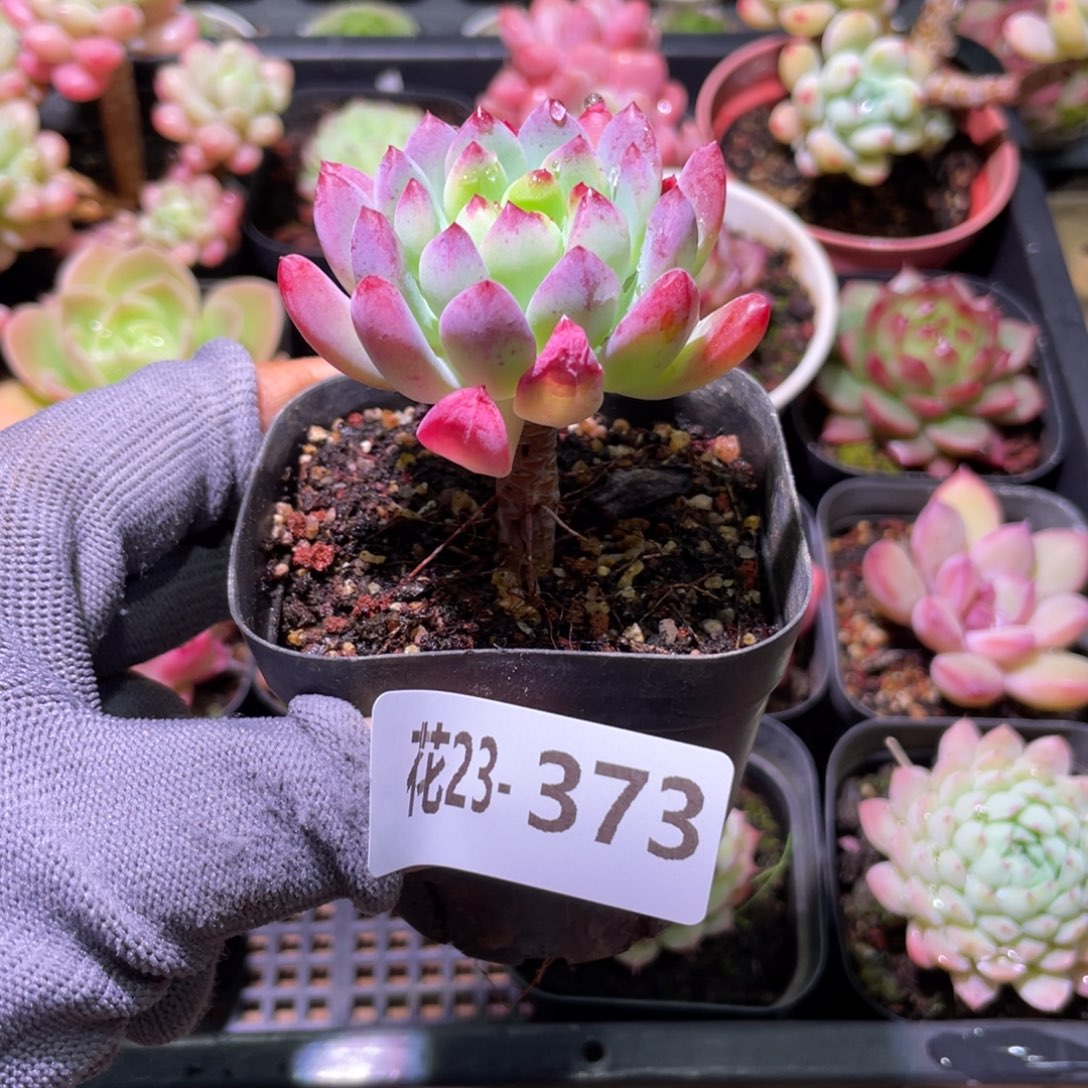 花利美23-373蓝苹果