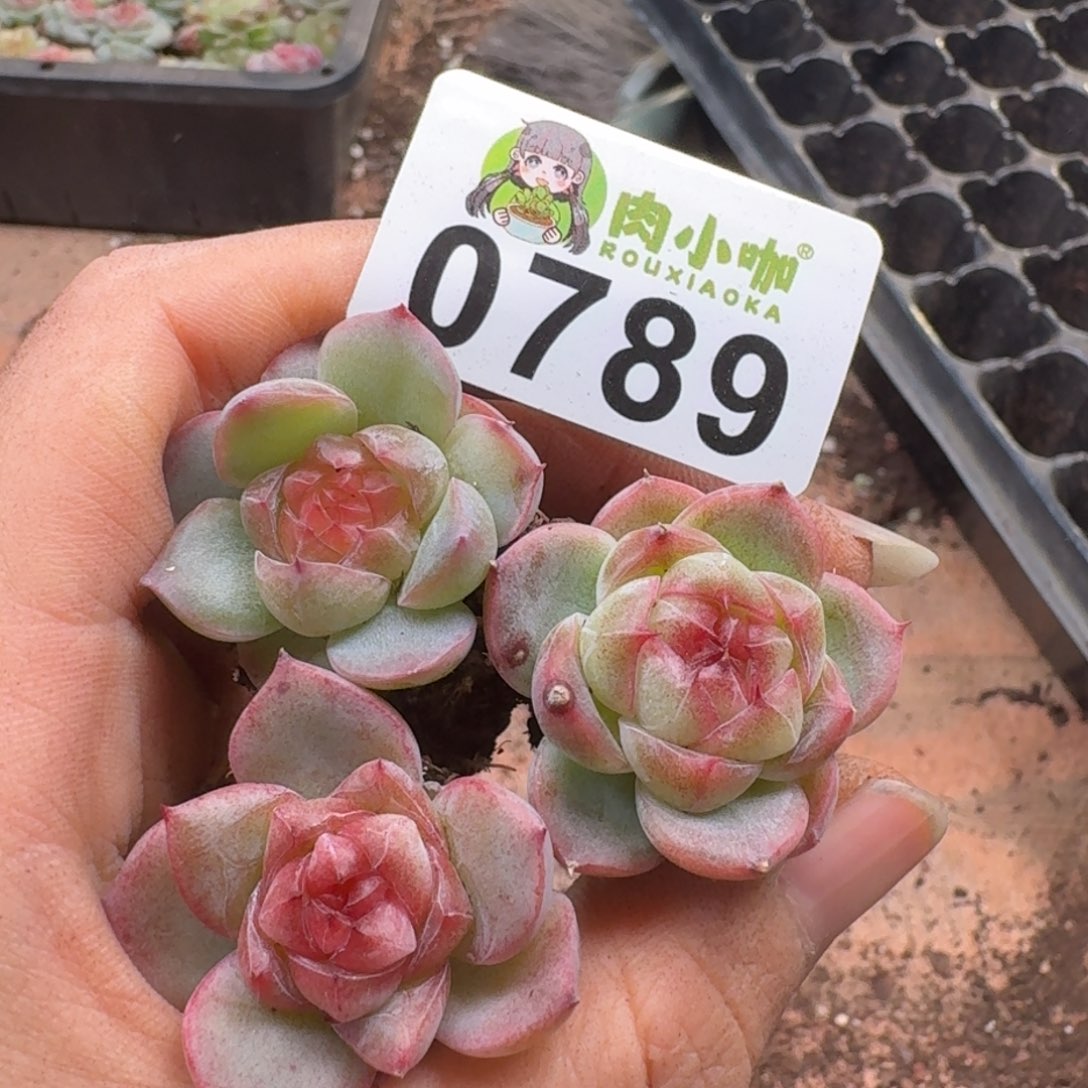 多肉植物多肉植物