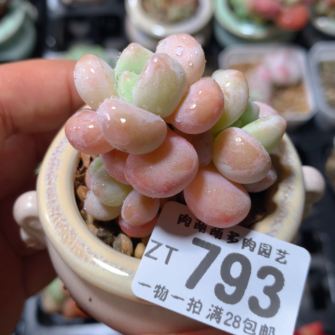 5CM拇指盆精控多肉ZT793